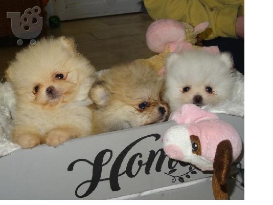 3 Χαριτωμένα Pomeranian κουτάβια να δώσει μακριά αμέσως....